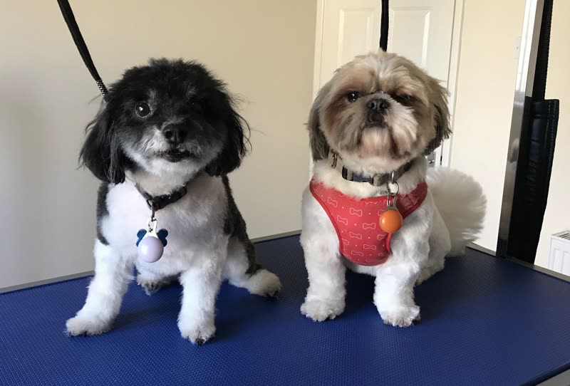 Two freshly groomed small dogs, a black-and-white cockapoo and a Shih Tzu in a red harness, side by side on the blue grooming table