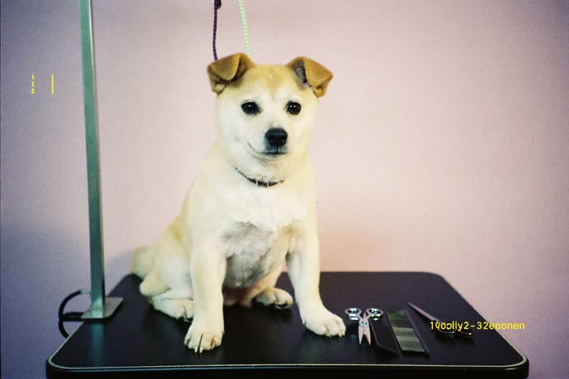 A small dog waiting on a grooming table beside grooming tools
