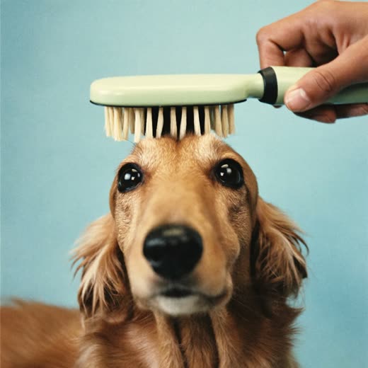 A long-haired dog being brushed out